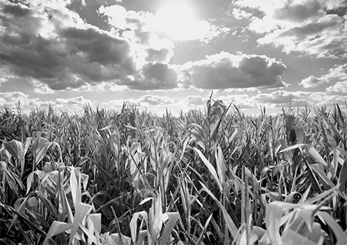crops